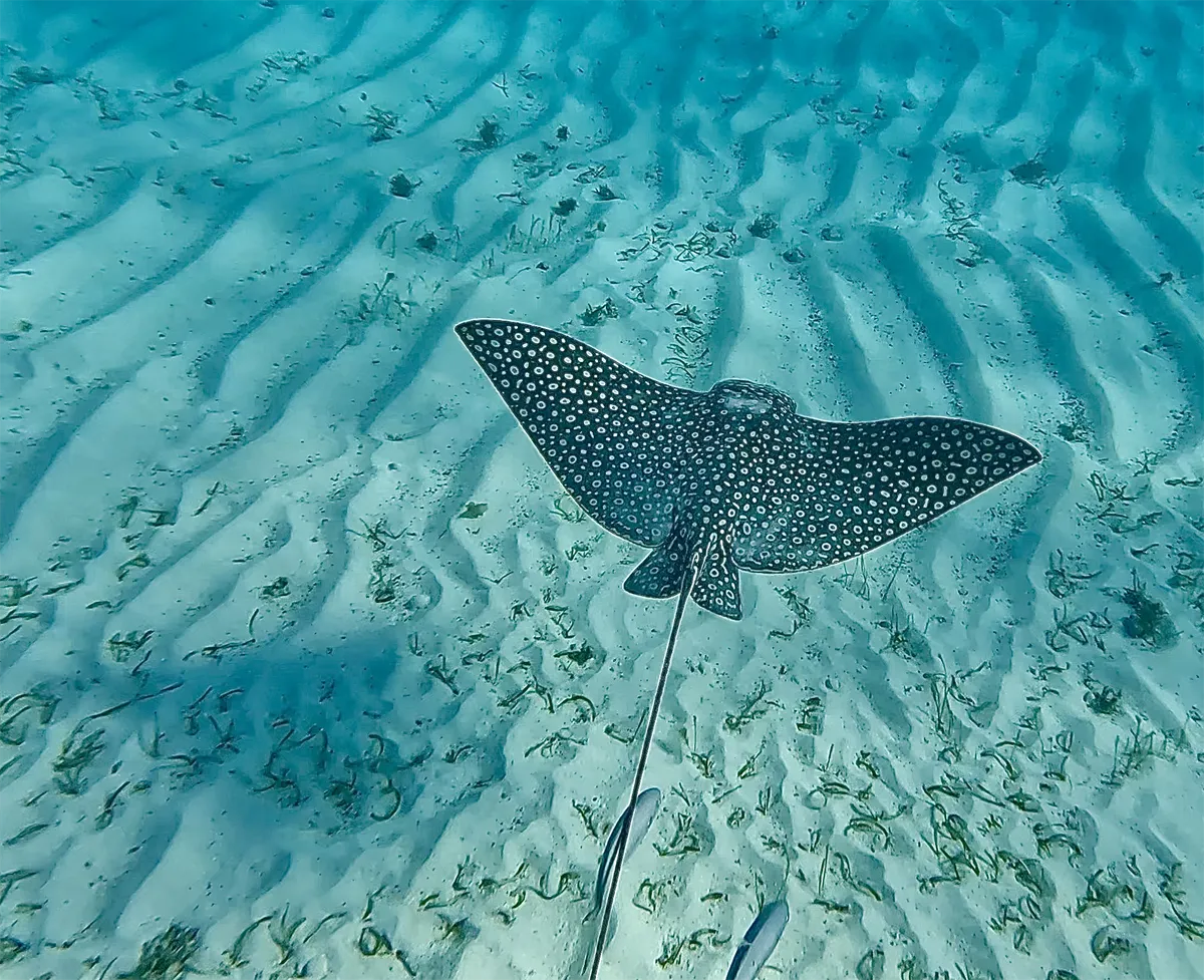 Raie aigle tachetée nageant dans les eaux claires des îles Grenadines.