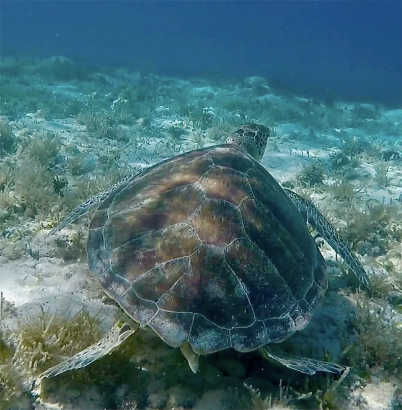 Exploration des fonds marins en Martinique lors d'une escale snorkeling.